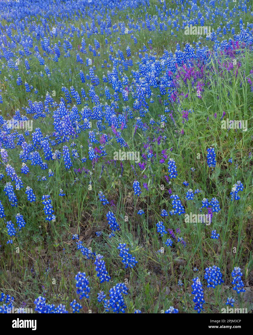 Huge fields of lupines blooming near Folsom Reservoir. Stock Photo