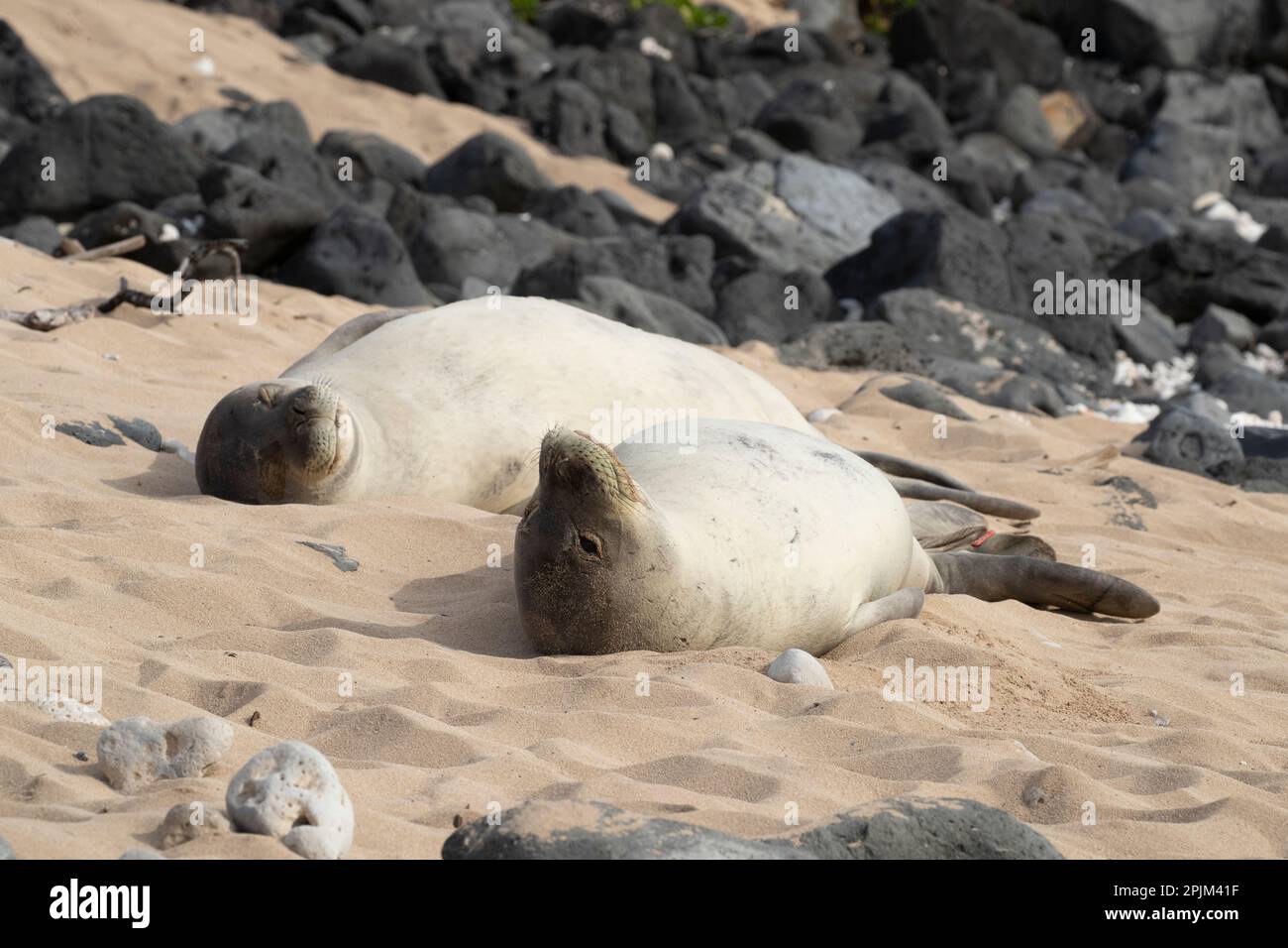 Hawaiian Monk Seal, formerly Monachus schauinslandi, Hawaii, USA Stock Photo