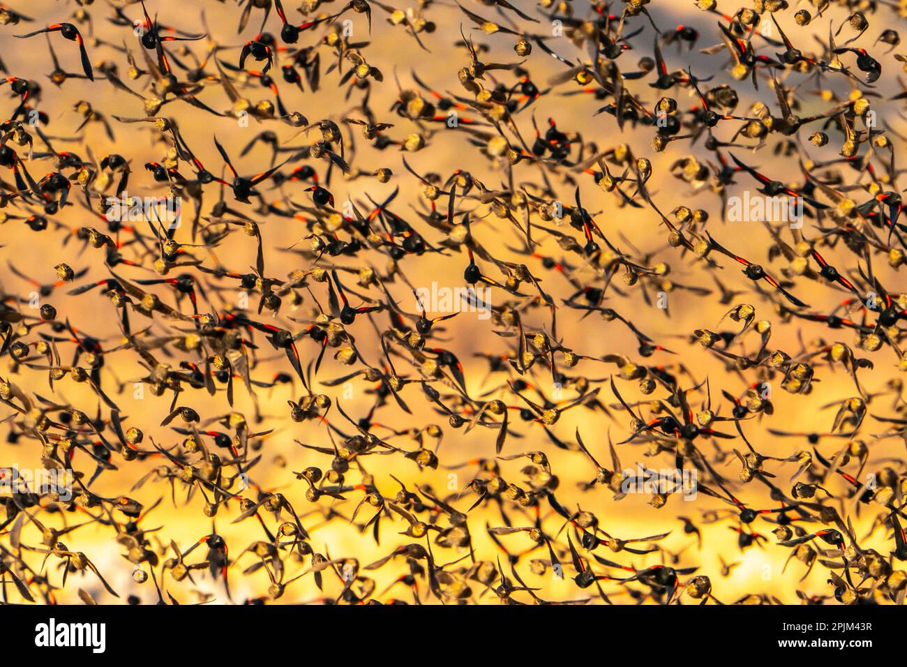 USA, New Mexico, Bosque Del Apache National Wildlife Refuge. Red-winged blackbird flock flying. Stock Photo
