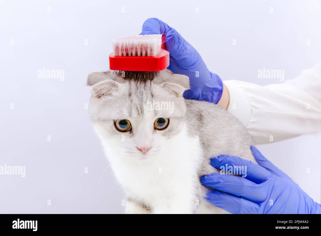 Female vet in blue gloves holding a brush and brushing cat fur. Vet