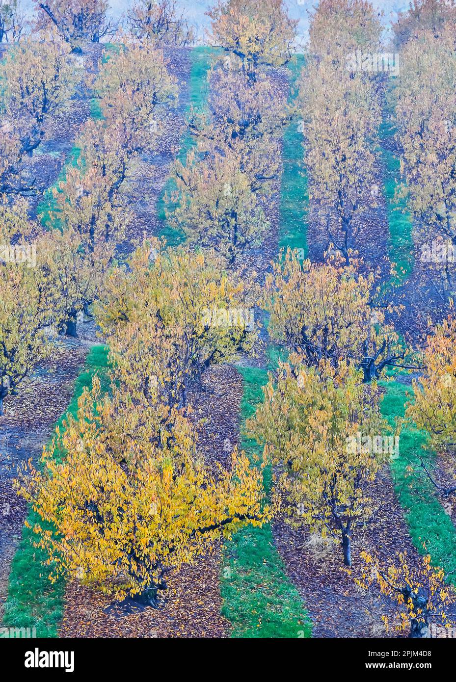 Cherry orchard hi-res stock photography and images - Alamy