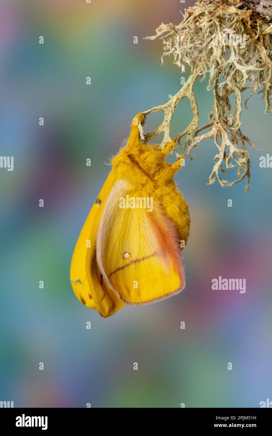 USA, Sammamish, Washington State. Silk Moth hatching out of cocoon