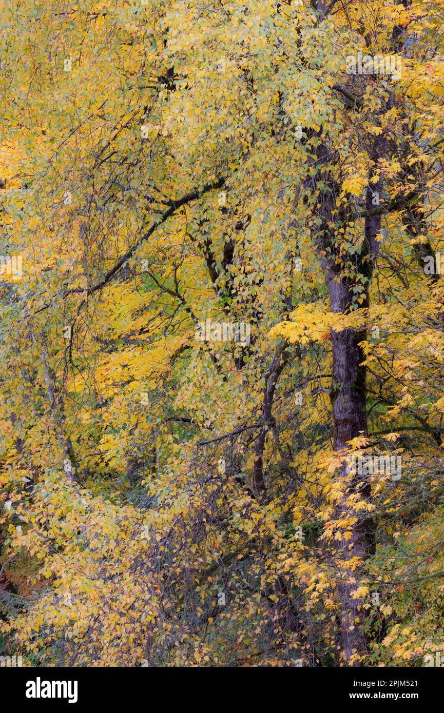 USA, Washington State. Big Leaf Maple trees in autumn colors near Darrington off of Highway 530 Stock Photo