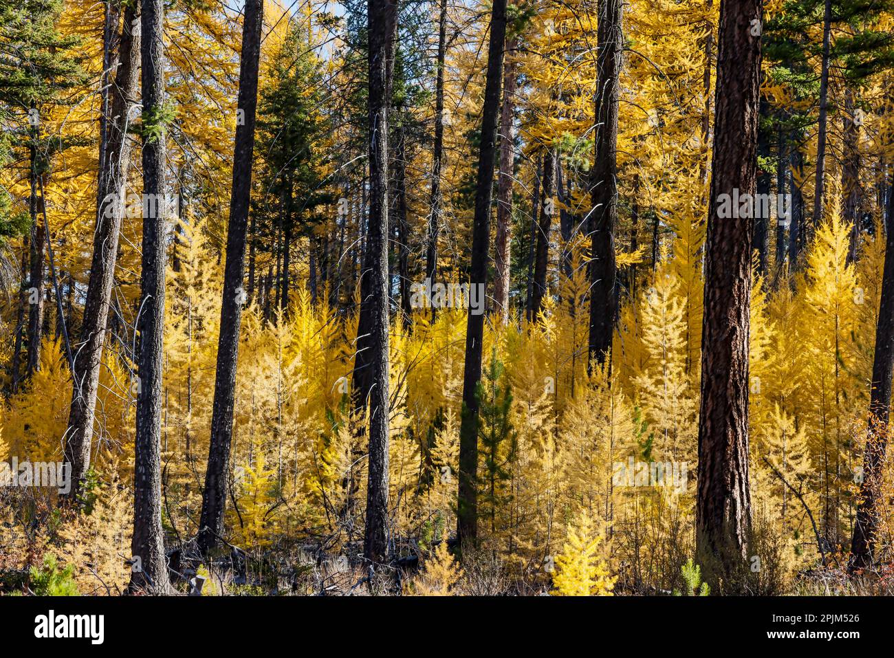Twisp Color USA, Washington State. East of Twisp on Highway 20 with Larch trees ...