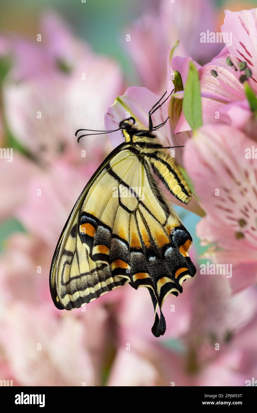 USA, Washington State, Sammamish. Eastern tiger swallowtail butterfly on Peruvian lily Stock Photo