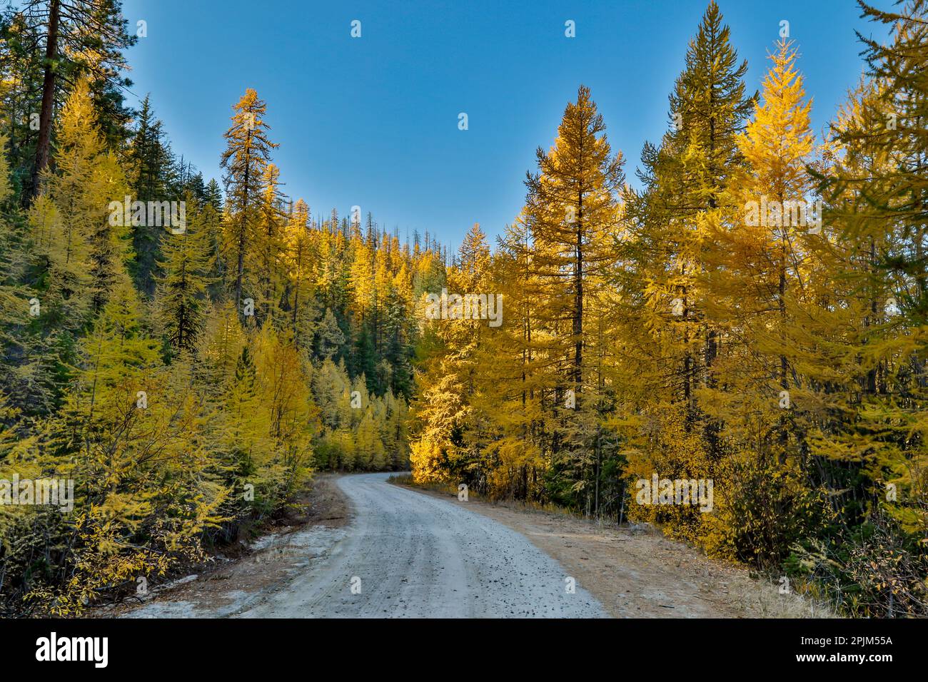 USA Washington State National - Usa Washington State National Forest Road In Okanogan Wenatchee National Forest With Fall Colored Larch 2PJM55A 