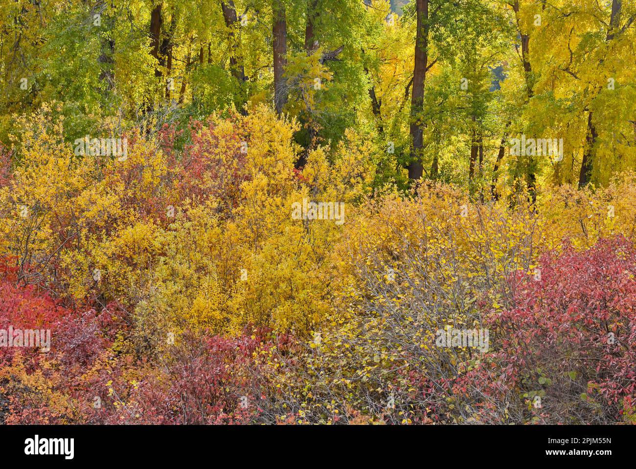 USA, Washington State. Cottonwoods and wild dogwoods trees in Autumn Color. Stock Photo