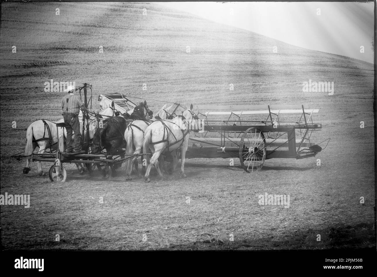 USA, Washington State, Whitman County, Palouse. Harvesting wheat. Old fashioned threshing farm equipment. (Editorial Use Only) Stock Photo