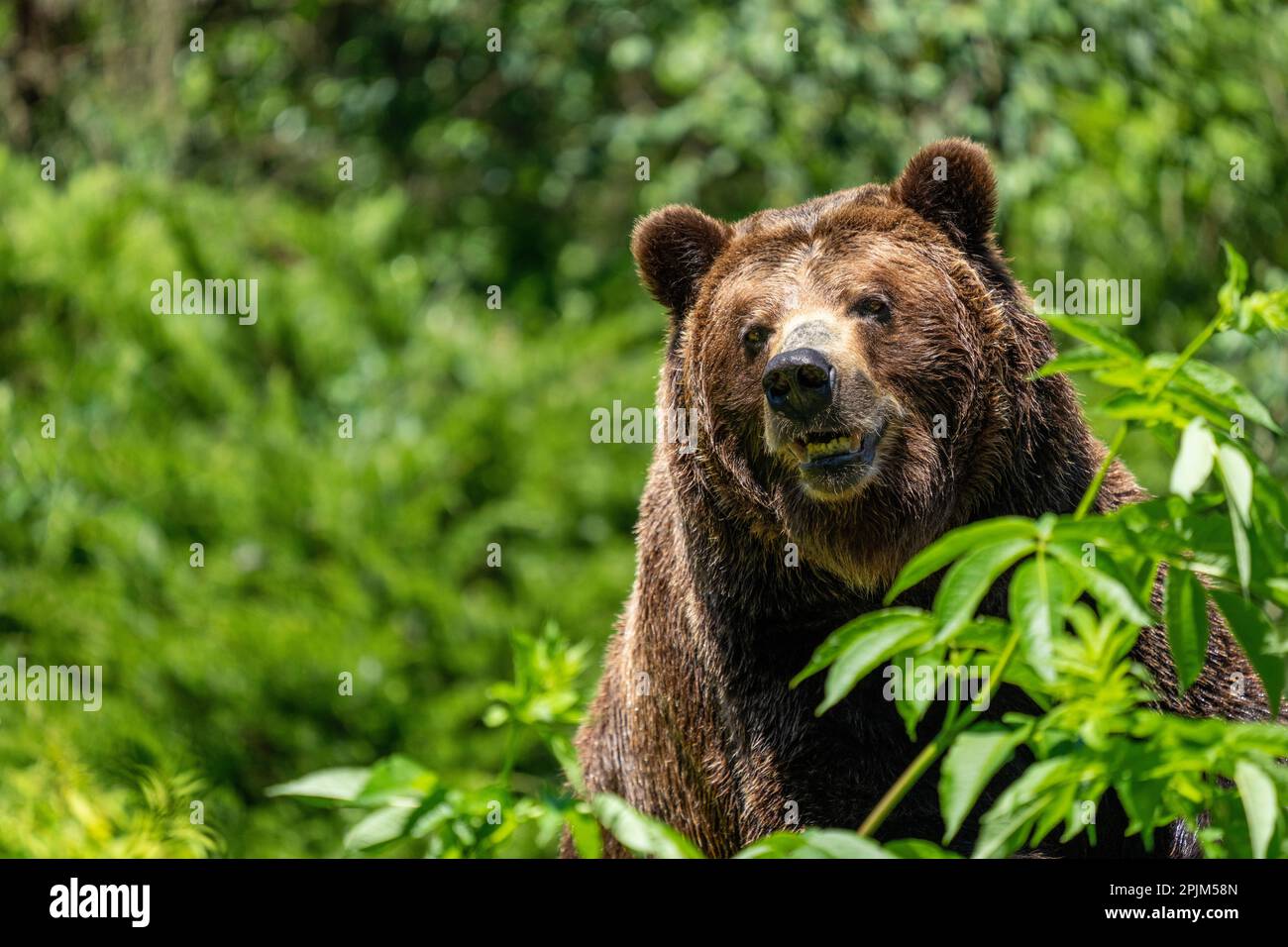 Seattle, Washington State, USA. Grizzly bear portrait in Woodland Park