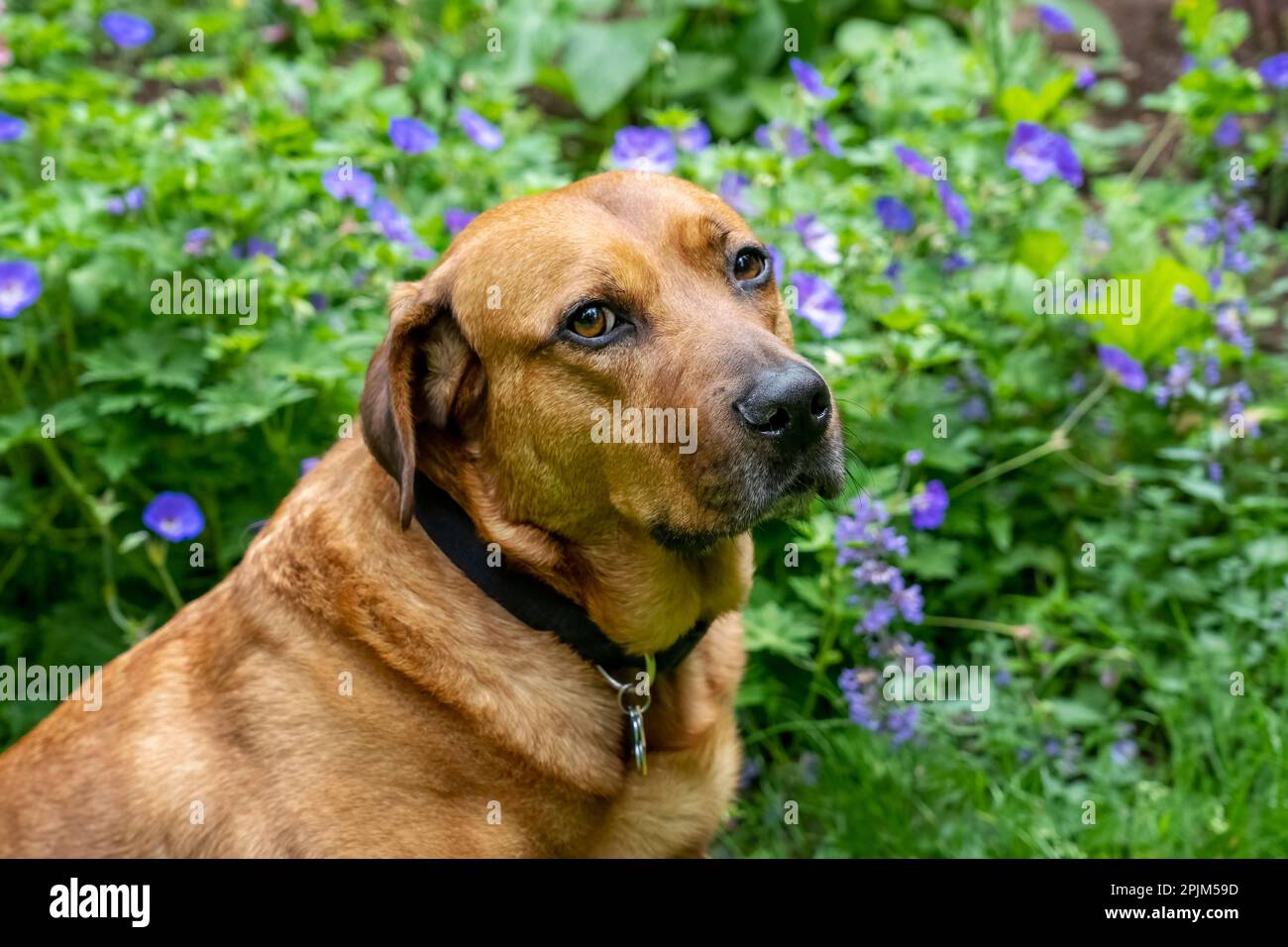 Issaquah, Washington State, USA. Red Fox (or Foxred) Labrador sitting