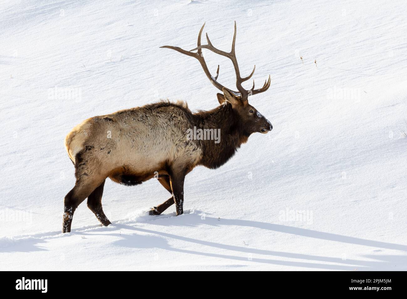 USA, Wyoming, Yellowstone National Park. Lone bull elk in snow Stock Photo