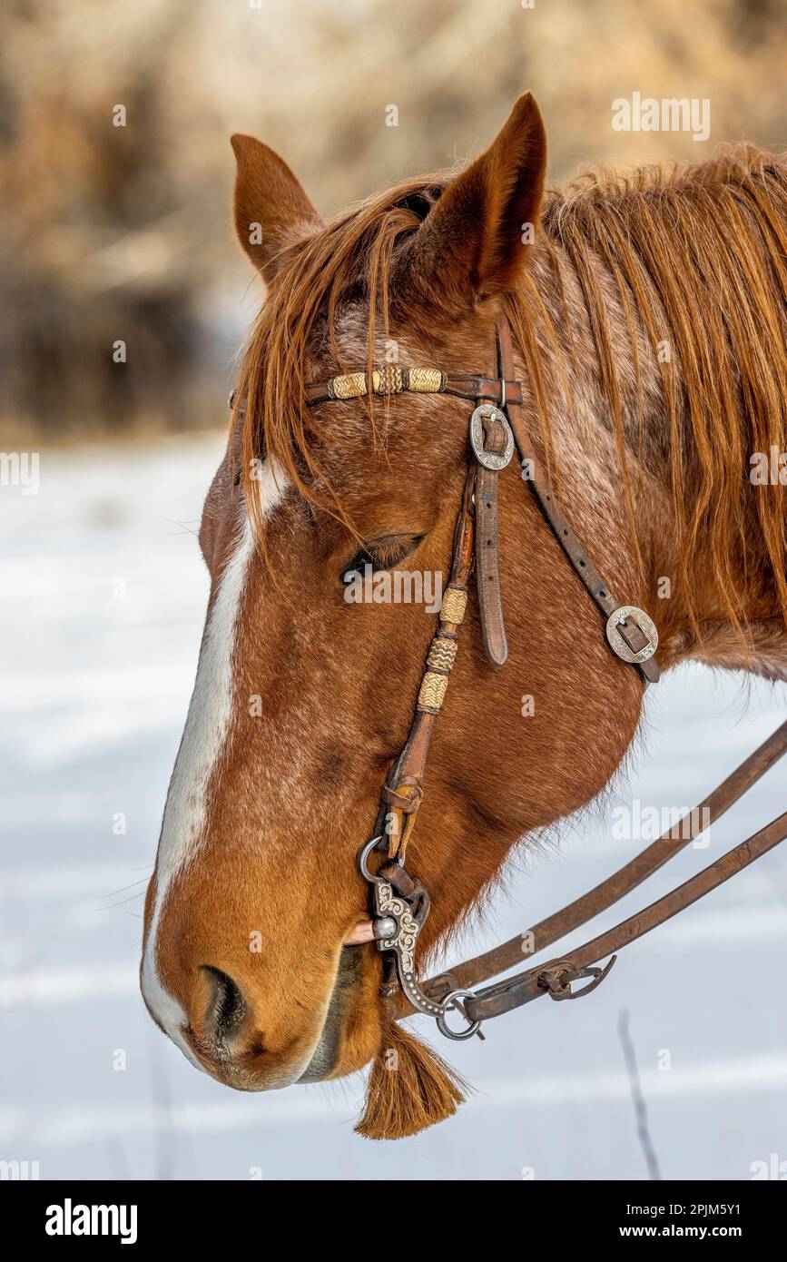 USA, Wyoming. Hideout Horse Ranch, horse detail. (PR) Stock Photo