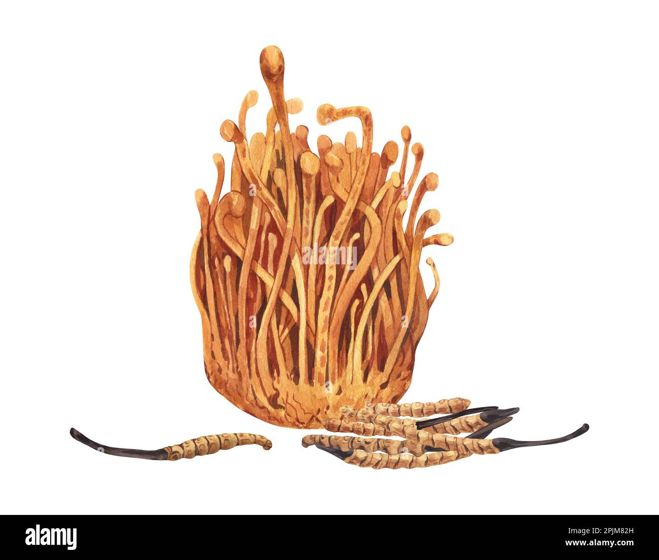 Watercolor fresh and dry Cordyceps militaris mushroom. Hand-drawn illustration isolated on white background. Perfect concept for healthy chinese Stock Photo