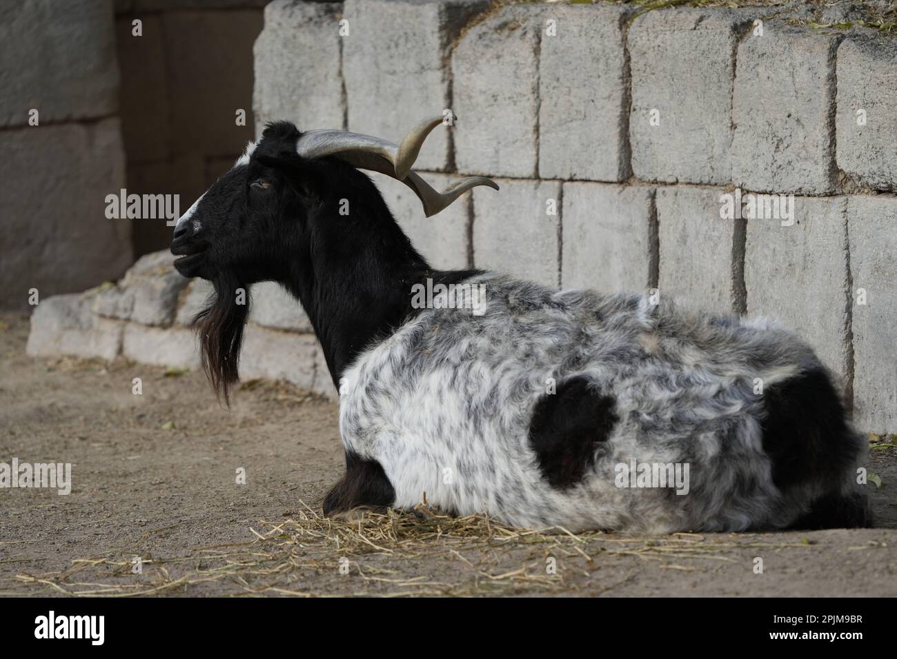 A white and black Fainting goat resting on the ground in front of a brick wall Stock Photo