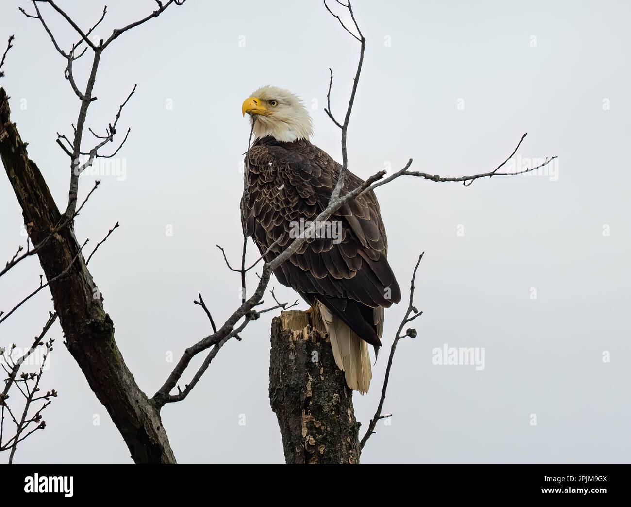 A majestic bald eagle perched atop a barren tree branch Stock Photo - Alamy