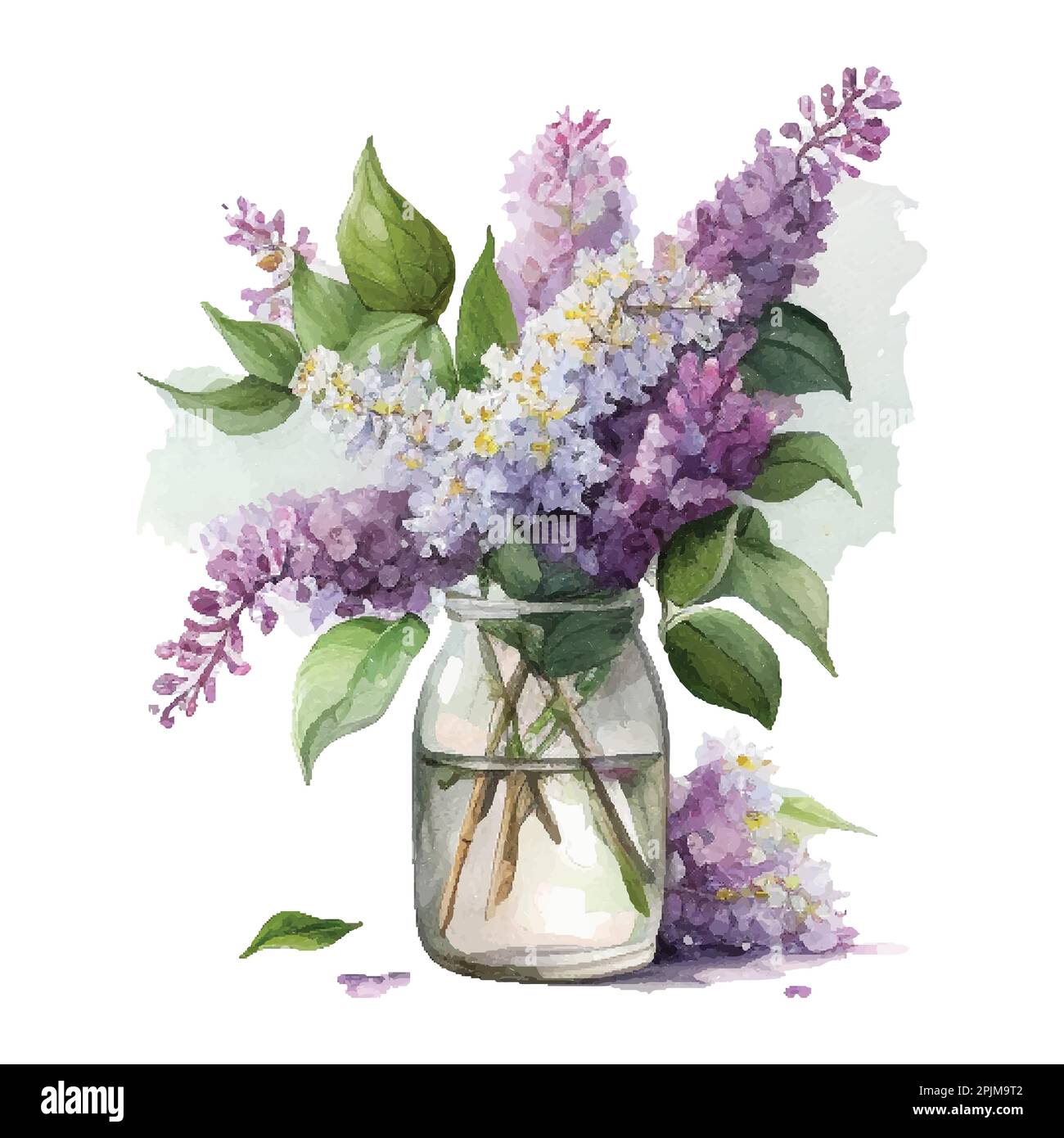 Watercolor Lilac flowers in vase. Vector isolated on white background ...