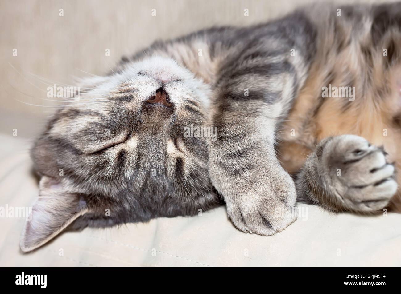 Portrait of cute sleeping tabby gray domestic cat closeup Stock Photo ...