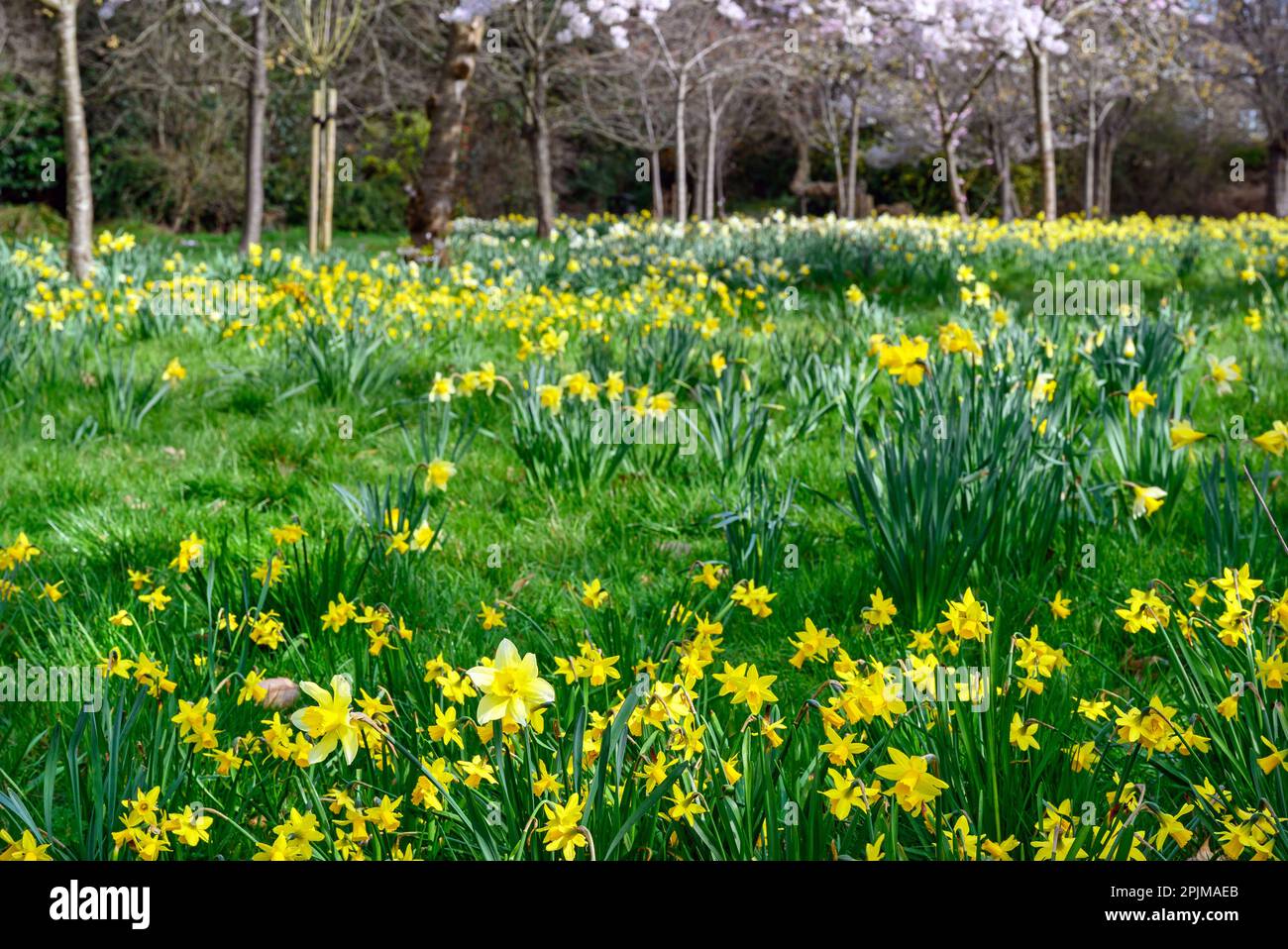 Daffodils in a public park with trees. Yellow flowers in spring with