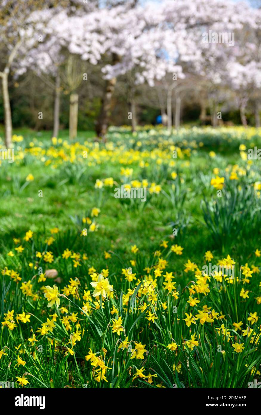 Daffodils in a public park with trees. Yellow flowers and pink blossom