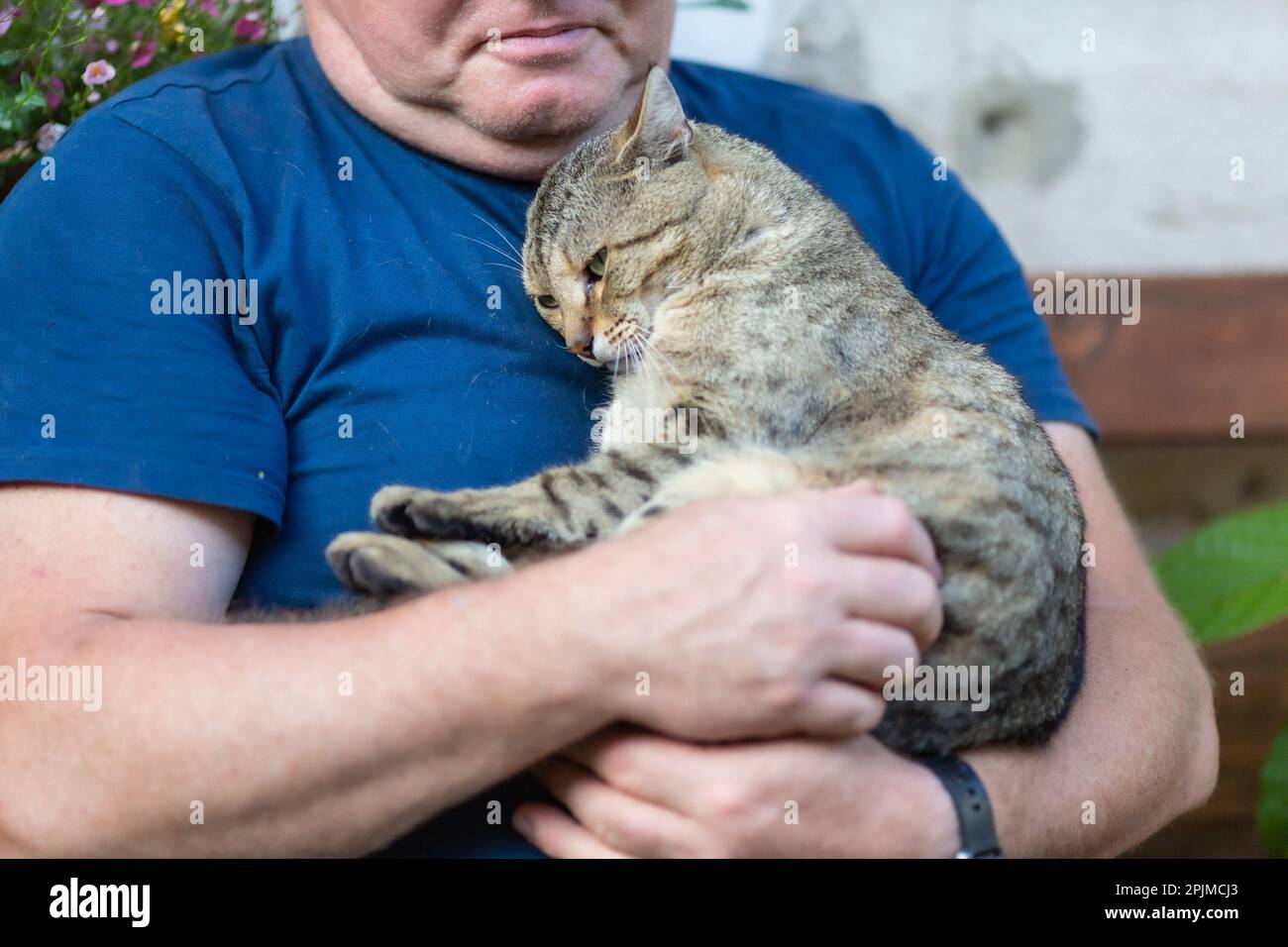 Cat sleeping in man arm, hug, bonding moment with human, adult tabby