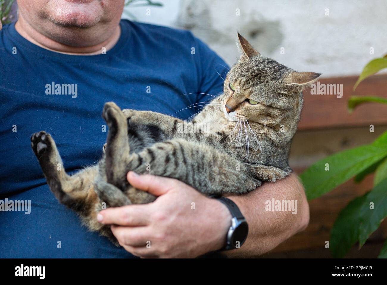 Cat sleeping in man arm, hug, bonding moment with human, adult tabby