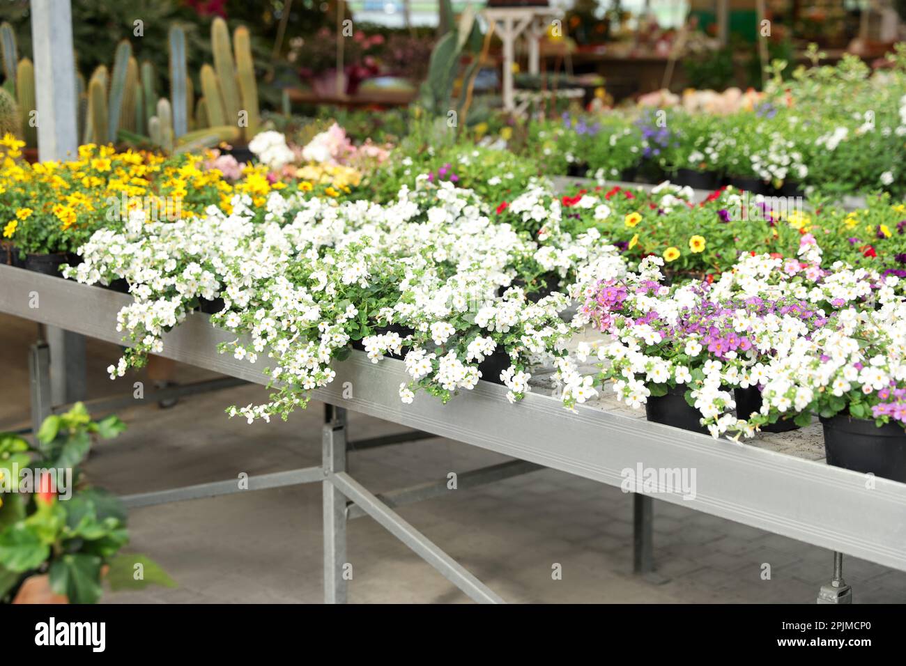 Many different beautiful blooming plants in garden center Stock Photo