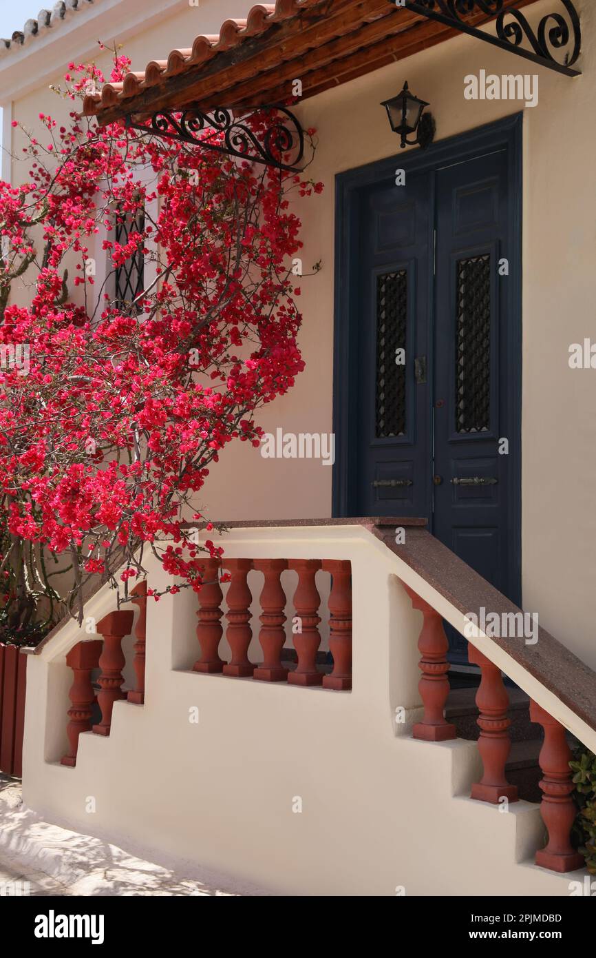Plant with beautiful pink flowers near house entrance Stock Photo Alamy