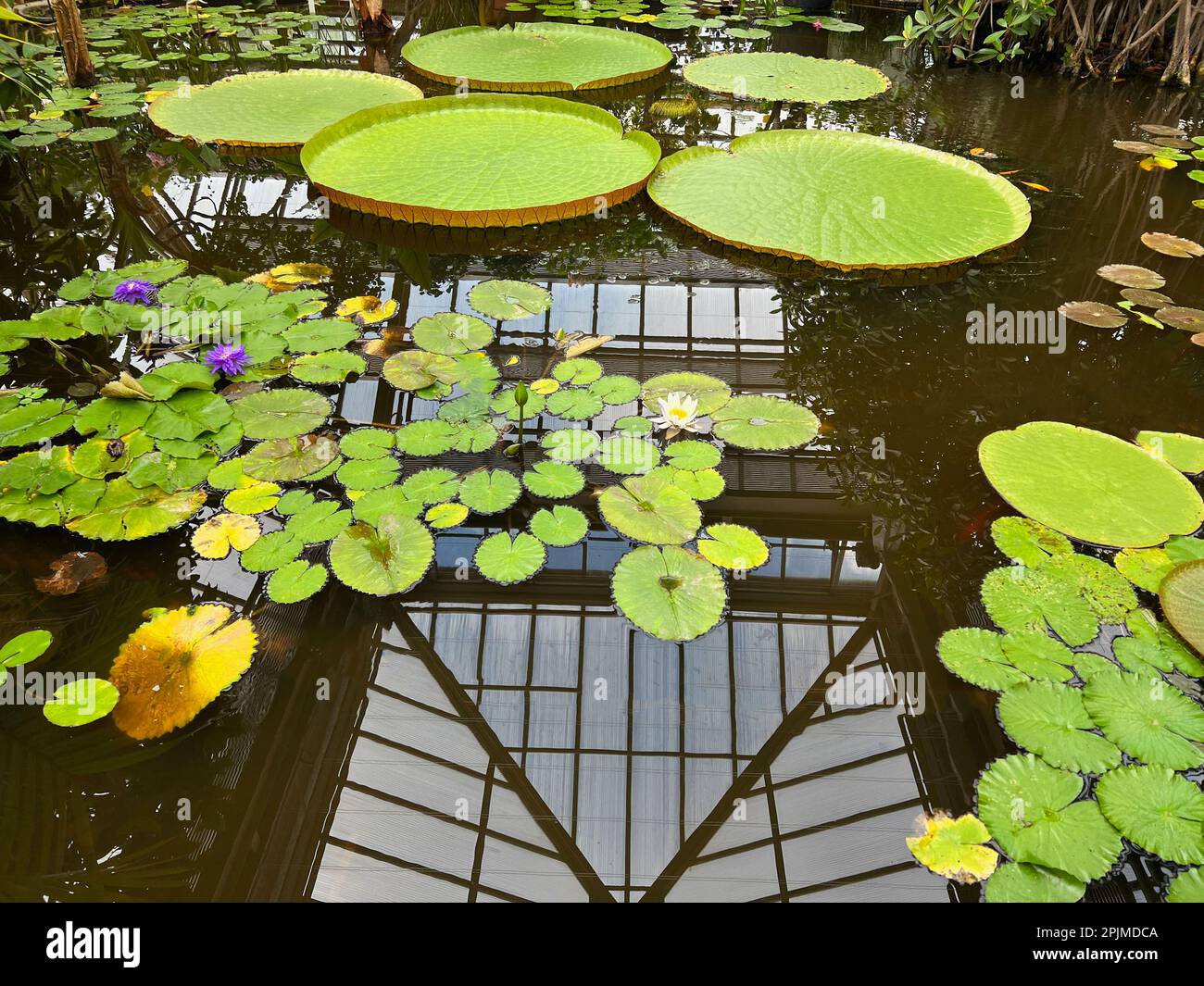 Pond with beautiful waterlily plants in greenhouse Stock Photo