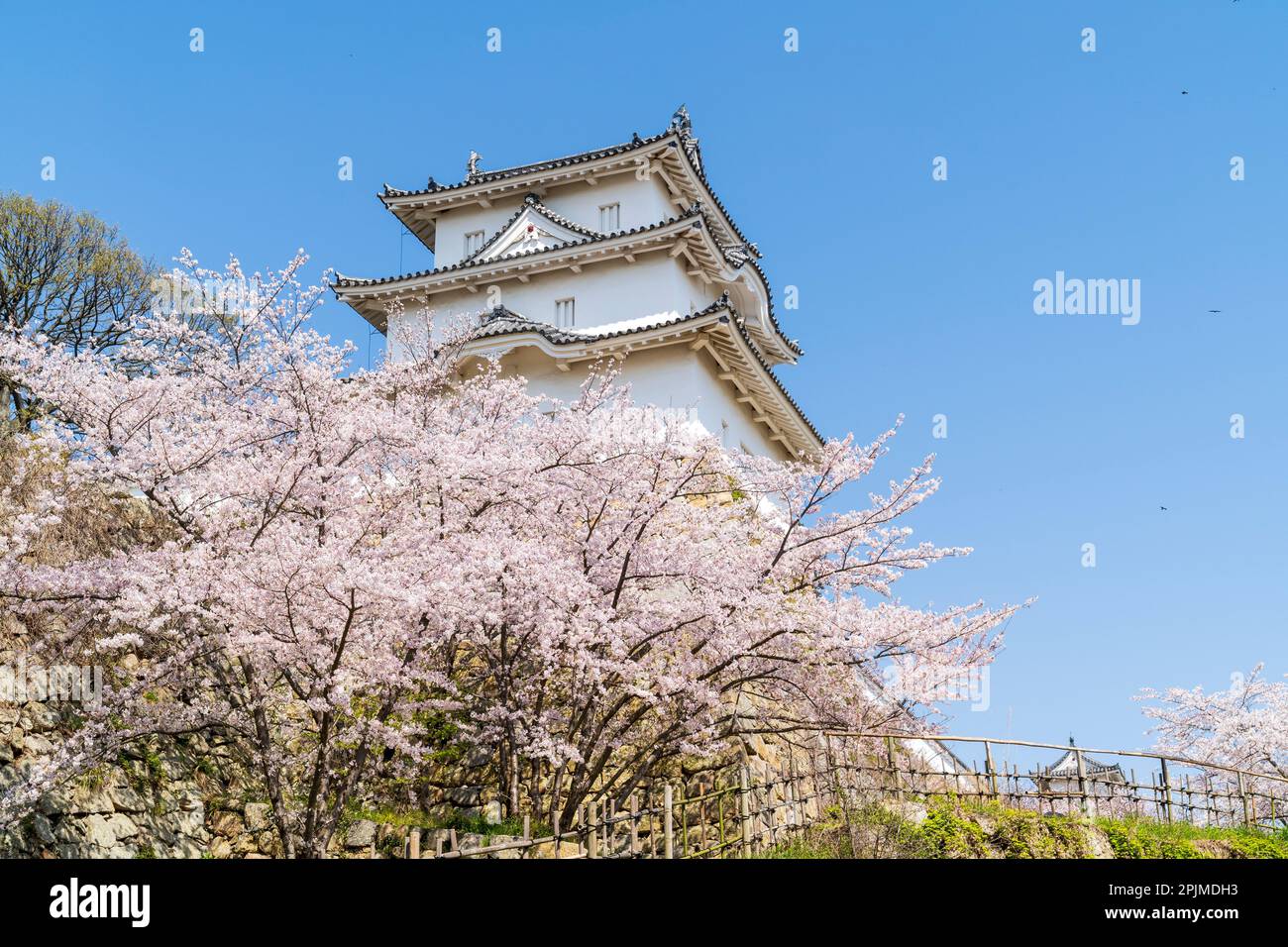 The Hitsujisaru yagura, turret, at Akashi castle rising above cherry blossoms in full bloom lit by bright sunshine with a clear blue sky background. Stock Photo