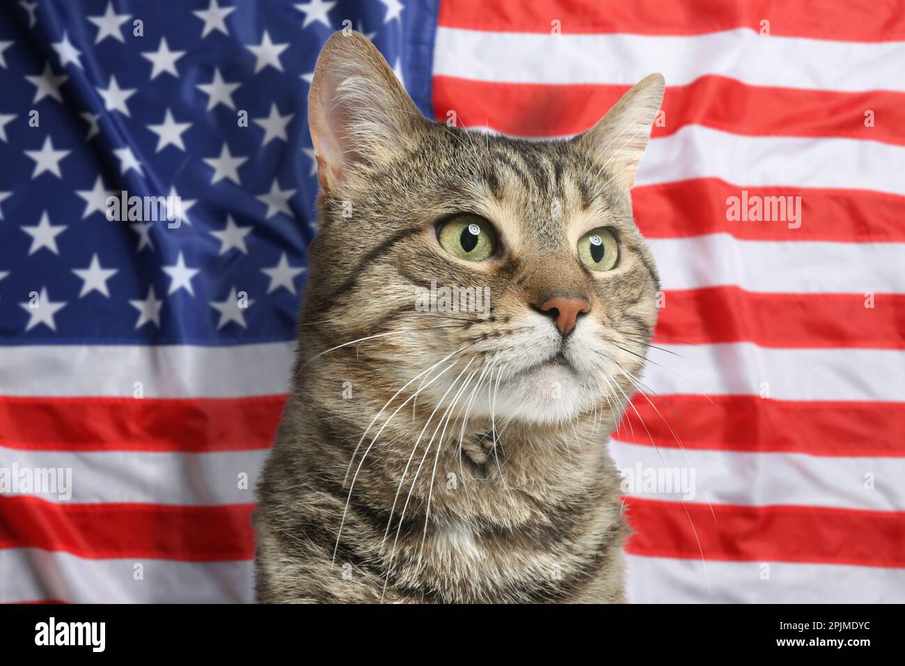 Cute cat against national flag of United States of America Stock Photo ...