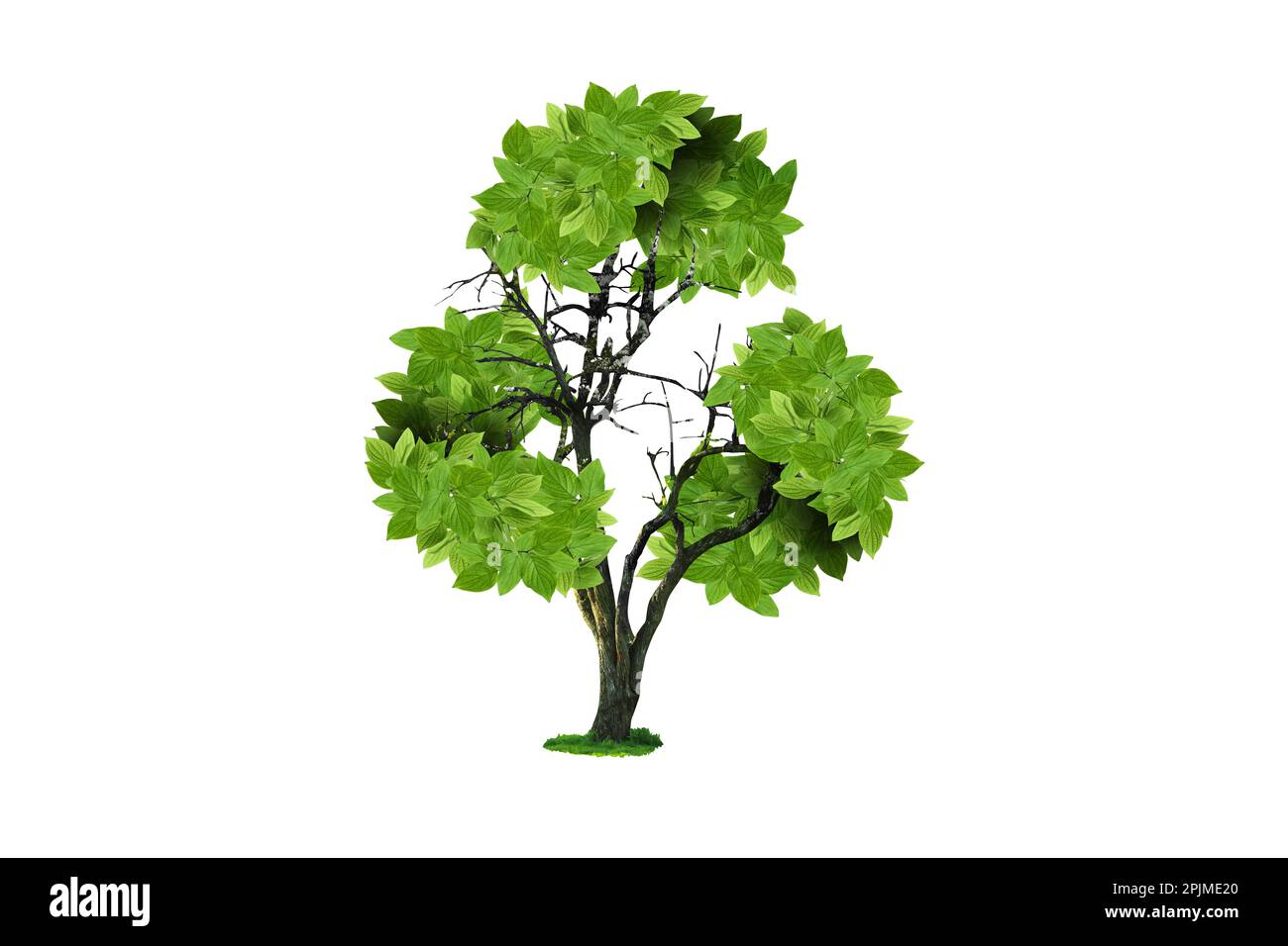 Tree with green leaves in shape of recycling symbol on white background ...