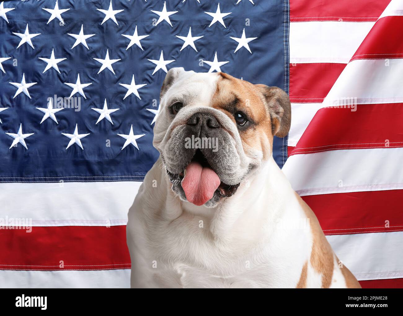 Adorable dog against national flag of United States of America Stock Photo