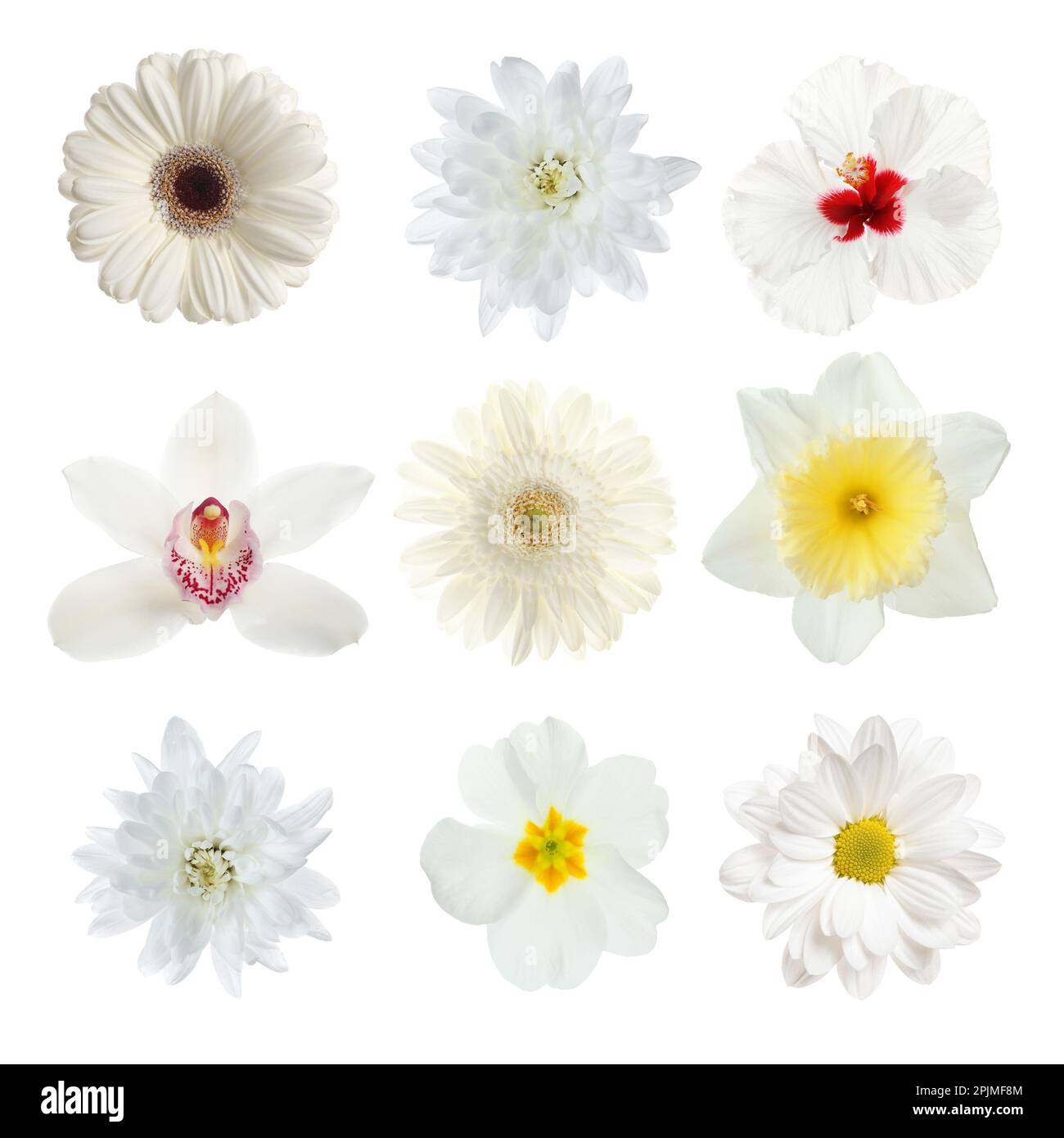 Set with different beautiful flowers on white background Stock Photo