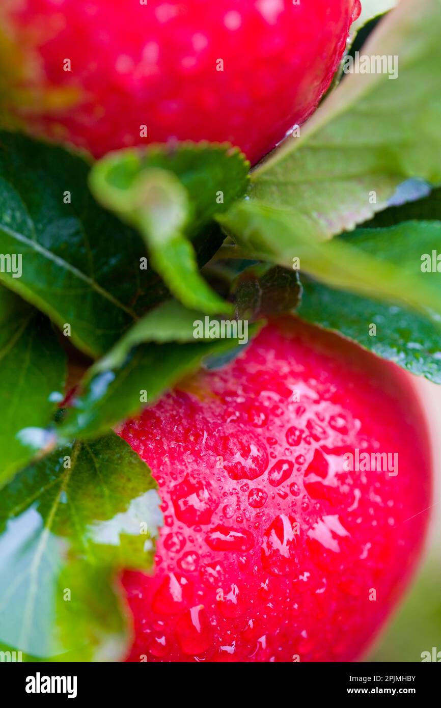 Extreme close up of pink lady apples Cripps pink Stock Photo Alamy
