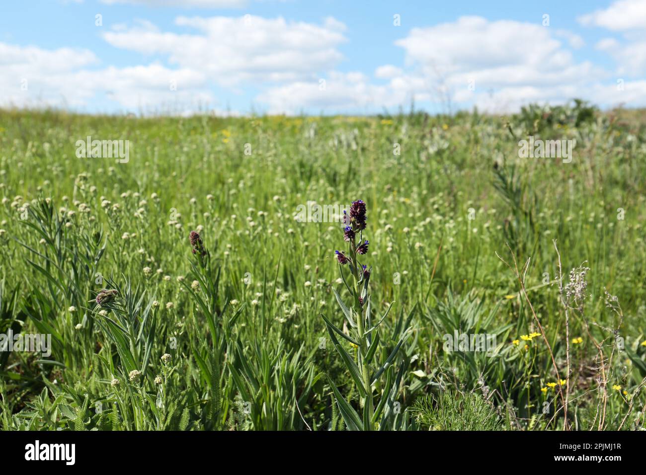 Beautiful wildflowers growing in field on sunny day Stock Photo