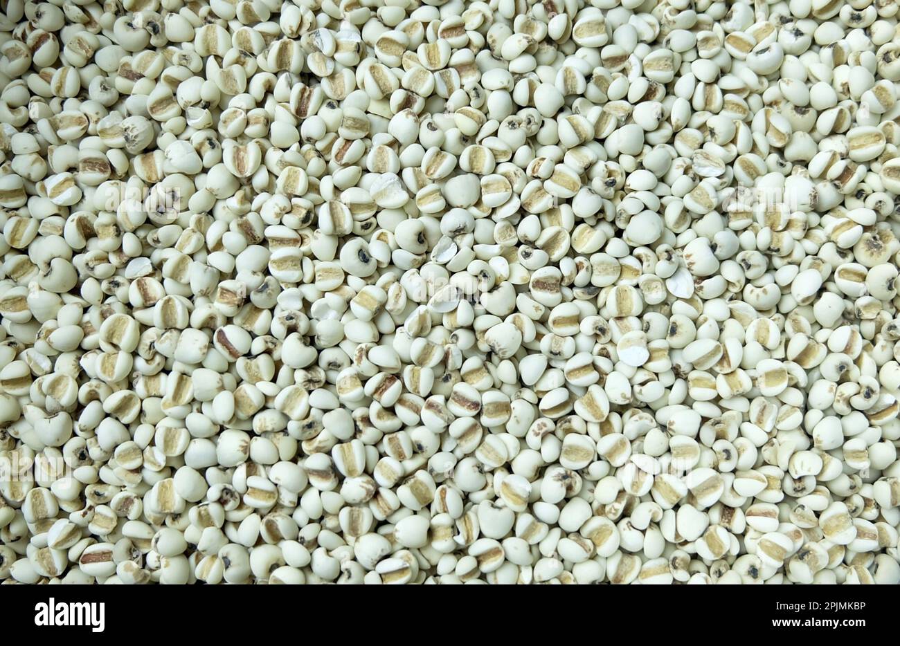 Vegetable and Herb, Close Up of Job's Tears, Coixseed, Tear Grass, Hato