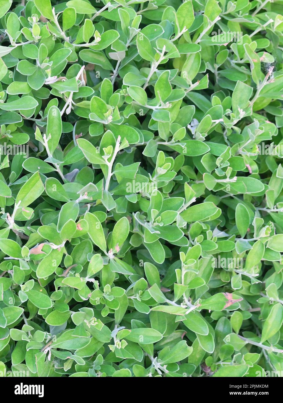 Ecology Concepts, Leucophyllum Frutescens, Purple Sage, Texas Ranger, Silverleaf or White Sage Plants with Green Leaves. Stock Photo