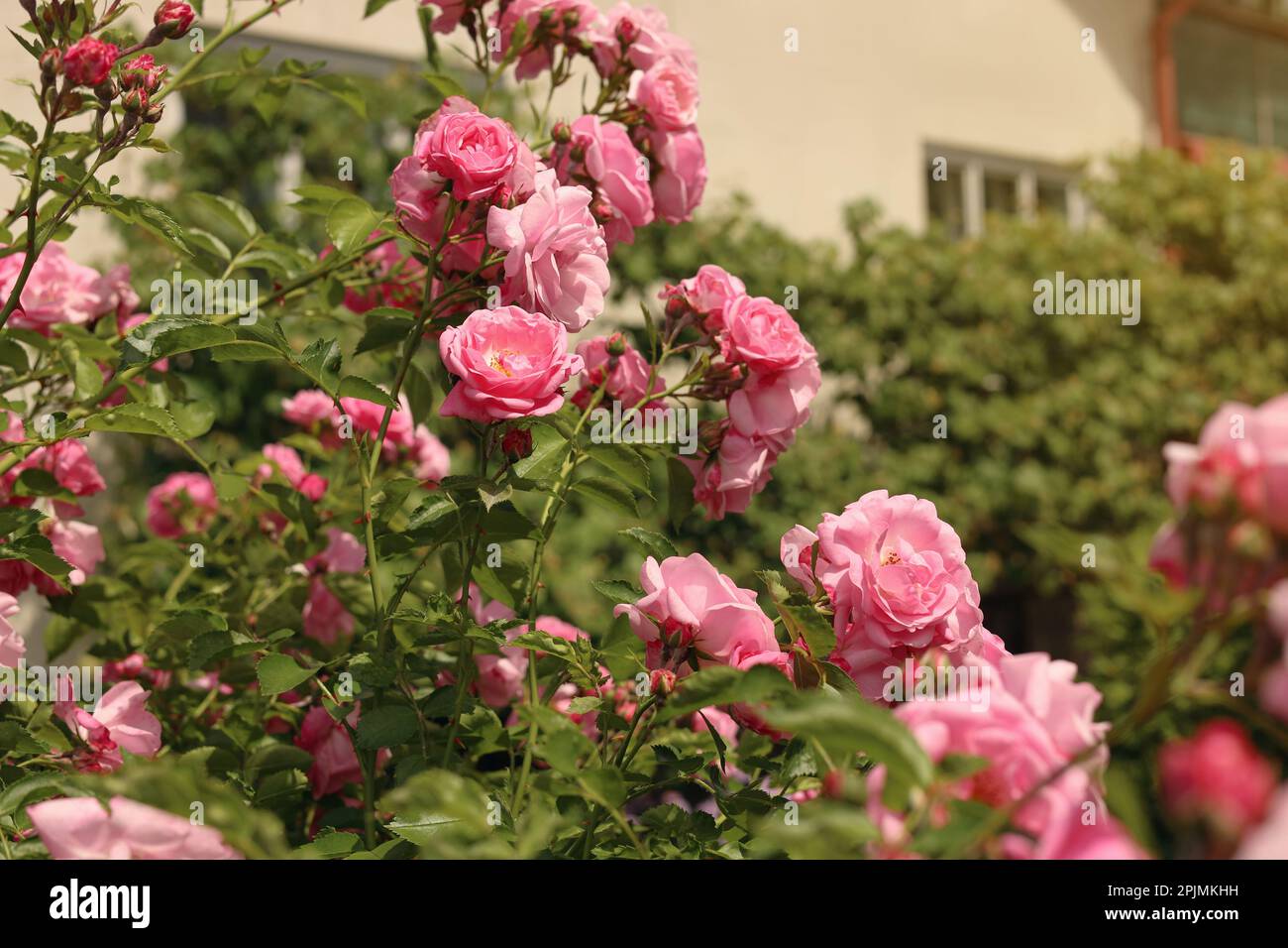 Pink tea roses hi-res stock photography and images - Alamy