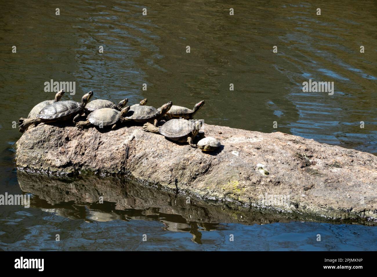 Turtles on a  rock in The POnd, Central Park, NYC, USA, 2023 Stock Photo