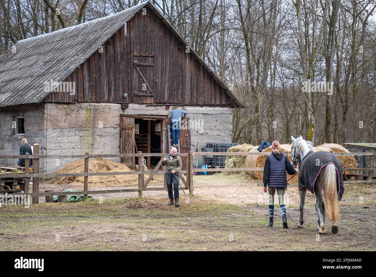 Young blonde hair girl with a horse coming back to the barn or ...