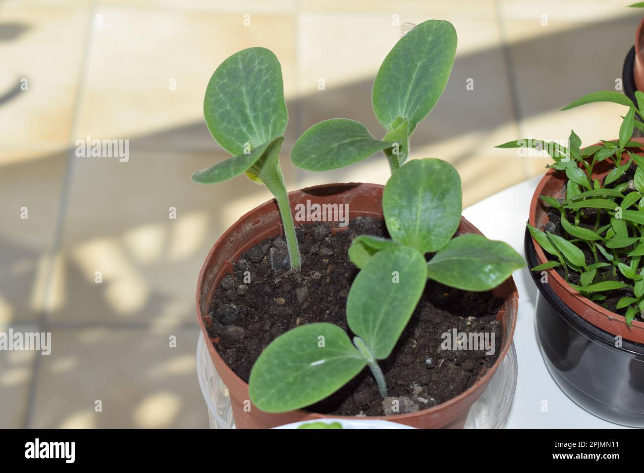 Young green pumpkin plant growing hi-res stock photography and images ...