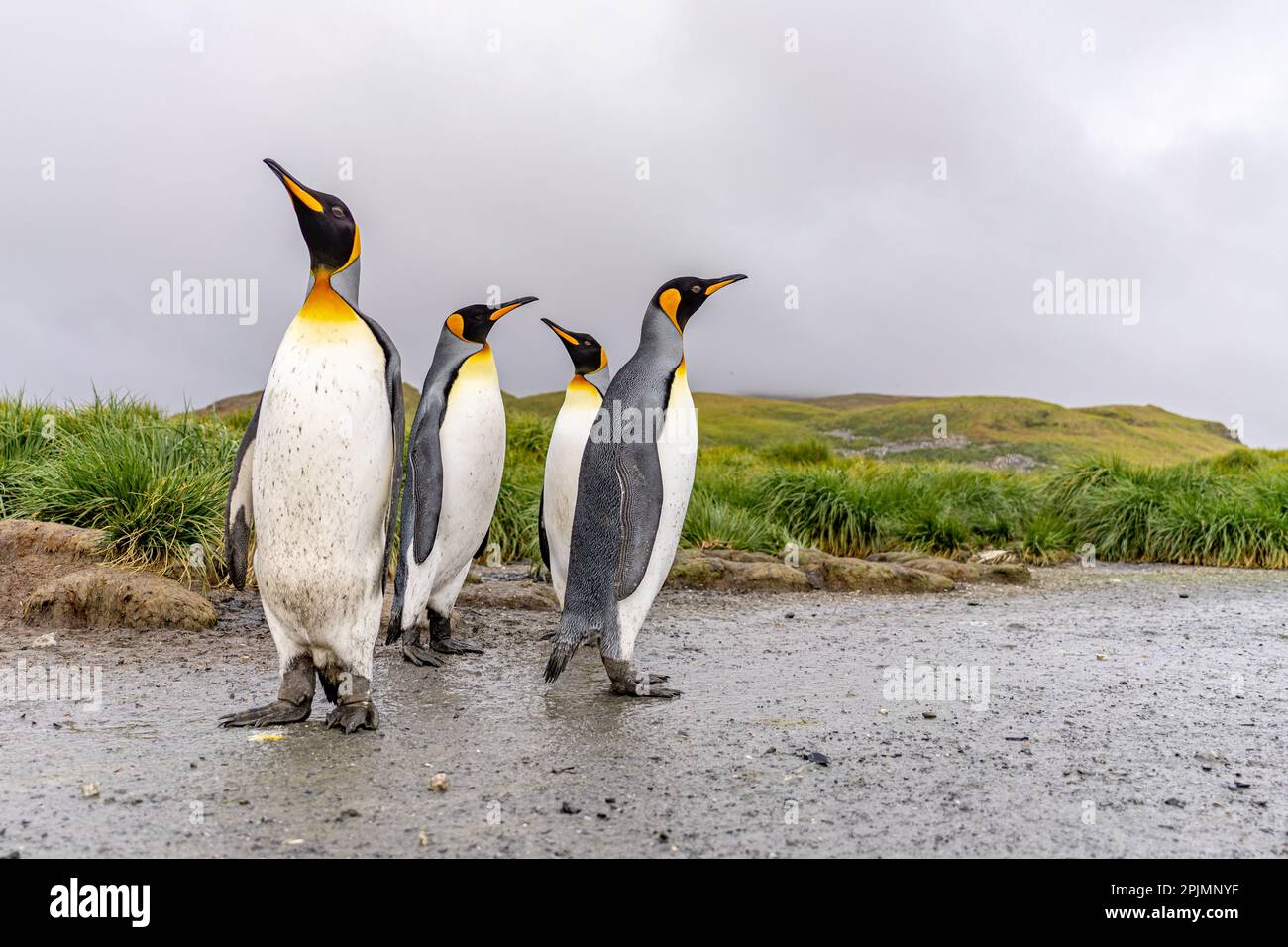 South Georgia Journey - Group of 3 King Penguins (APTENODYTES PATAGONICUS) on South Georgia Stock Photo