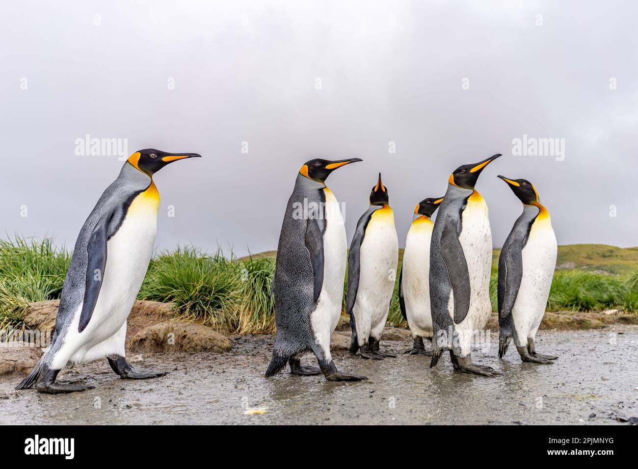 South Georgia Journey - Group of 3 King Penguins (APTENODYTES PATAGONICUS) on South Georgia Stock Photo