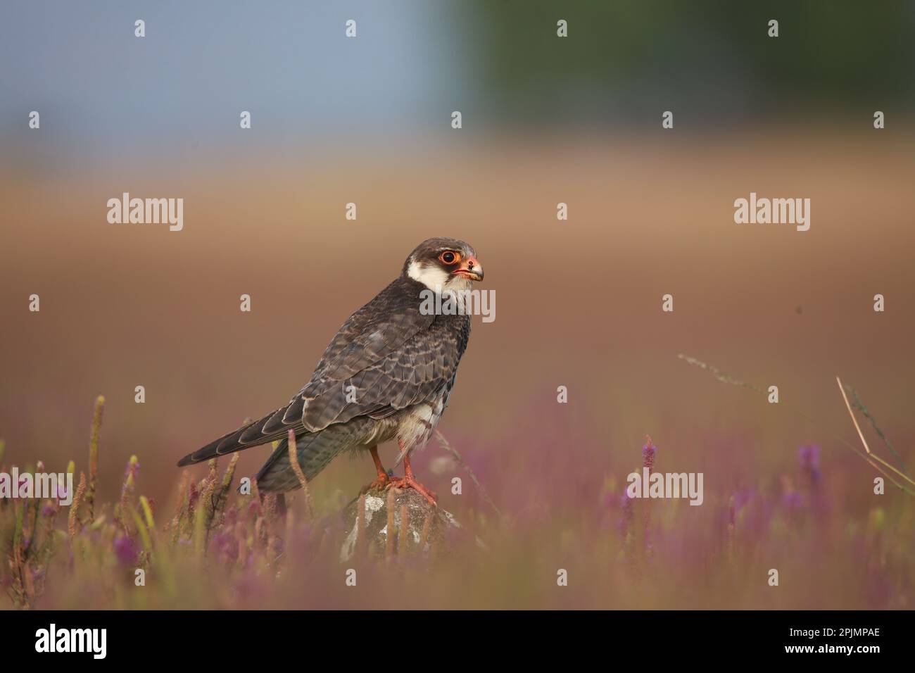 Amur falcon (Falco amurensis). It breeds in south-eastern Siberia and Northern China before migrating in large flocks across India and over the Arabia Stock Photo