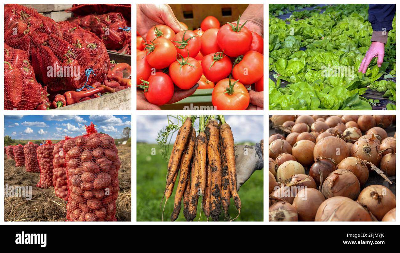 Vegetable Collage.. Tomato, Lettuce, Red Pepper, Onion, Potato and Carrot Growing and Harvesting. Food and Farming . Stock Photo