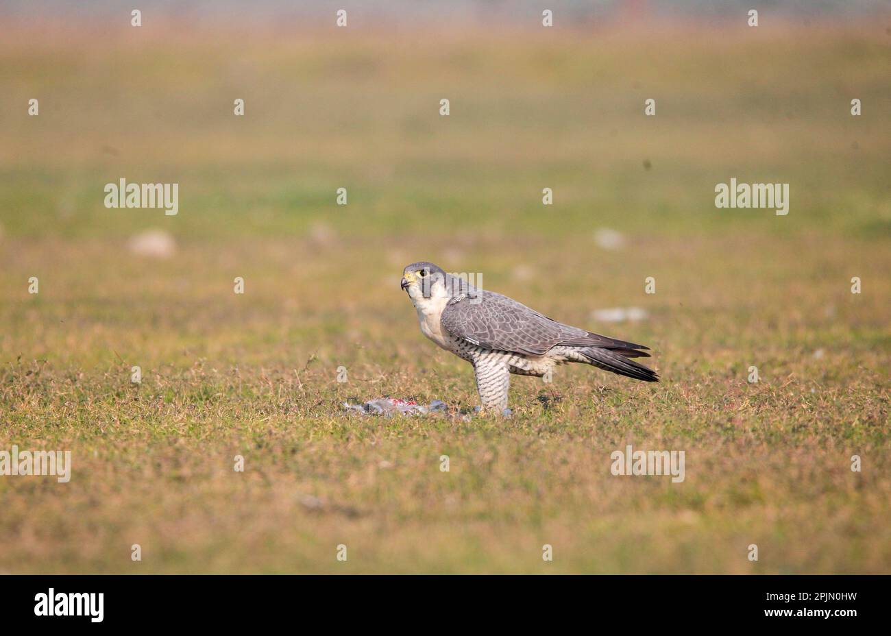 peregrine falcon (Falco peregrinus), satara maharashtra india Stock Photo