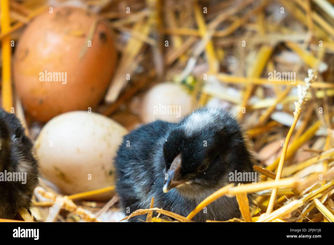 A close-up view of a freshly hatched chick and more chicken eggs in straw Stock Photo