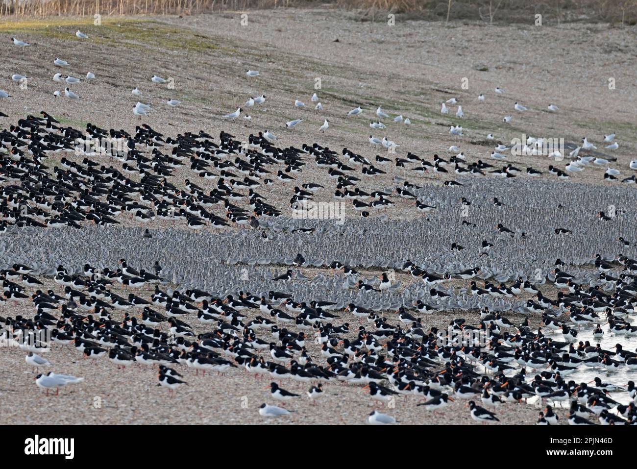 Red Knot and Oystercatchers roosting at high tide at RSPB