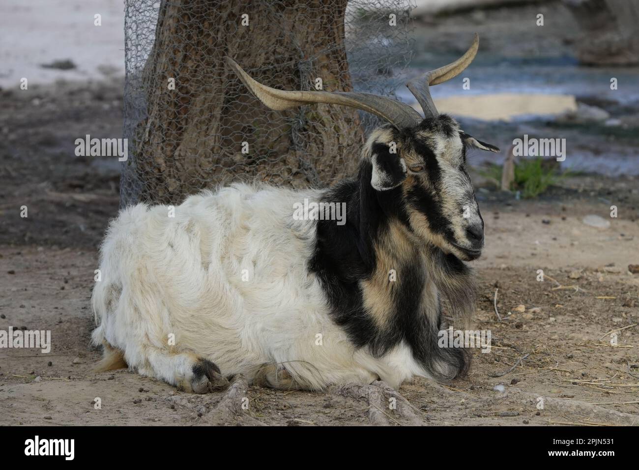 A black and white Fainting goat lying on the ground next to a tree Stock Photo
