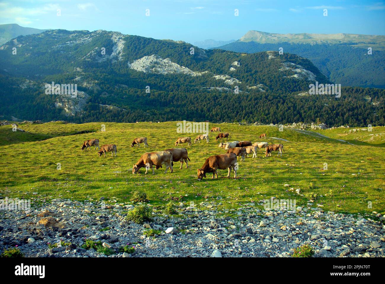 Cows in the pastures of Belagua. In the background the karstic massif of Larra in the Navarrese Pyrenees. Navarre. Spain Stock Photo
